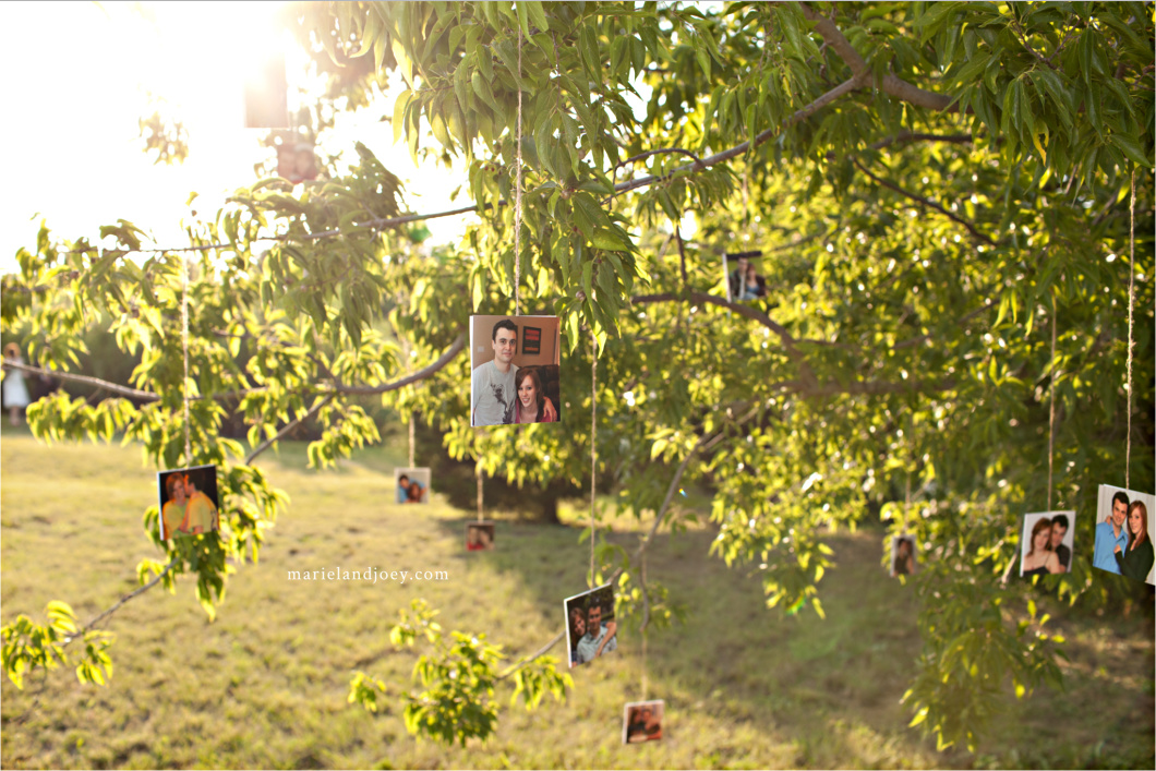 Pictures hanging in tree for wedding decoration