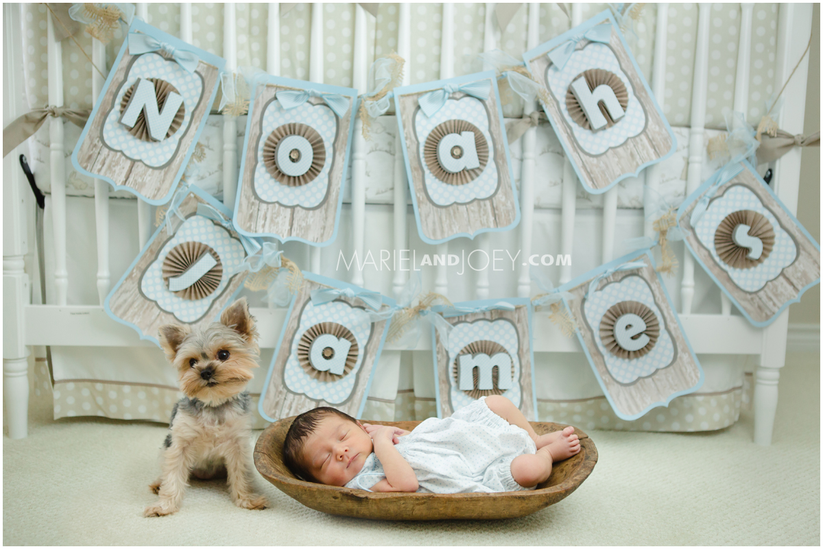 newborn-pumpkin-patch-in-grapevine-pumkin-head-knit-cap-hay-mariel-and-joey-lifestyle-photography-cover